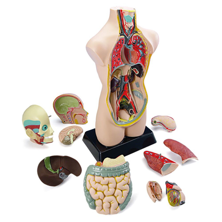 Miniland® Set di apprendimento dell'anatomia Anatomy Set